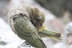 Kea. Juvenile preening. Arthur's Pass, February 2014. Image © Steve by Steve Attwood.