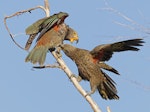 Kea. Two juveniles play-fighting. Fox Glacier lookout, March 2023. Image © Glenn Pure by Glenn Pure.