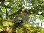 Kea. Adult showing camouflage effect in forest. Fiordland, October 2009. Image © James Mortimer by James Mortimer.