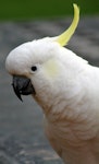 Sulphur-crested cockatoo. Close-up of adult. Kallista, Dandenong Ranges, Victoria, Australia, May 2013. Image © Perla Tortosa by Perla Tortosa.