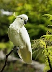 Sulphur-crested cockatoo. Ventral profile view of adult perching. Waitakere Ranges, Auckland, January 2010. Image © Eugene Polkan by Eugene Polkan.