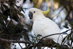 Sulphur-crested cockatoo. Adult female feeding. Near Brisbane, Queensland, Australia, July 2015. Image © Tara Swan by Tara Swan.