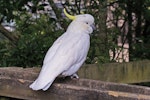 Sulphur-crested cockatoo. Dorsal view of adult in captivity. Owlcatraz, November 2008. Image © Duncan Watson by Duncan Watson.