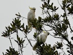 Sulphur-crested cockatoo. Two adults feeding in a rewarewa. Paraparaumu Scenic Reserve, March 2014. Image © Duncan Watson by Duncan Watson.