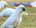 Sulphur-crested cockatoo. Adult foraging. Kambah, Canberra, Australian Capital Territory, July 2014. Image © Glenn Pure 2015 birdlifephotography.org.au by Glenn Pure.