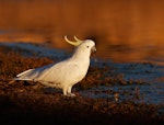 Sulphur-crested cockatoo. Adult at water's edge. Kambah, Australian Capital Territory, September 2017. Image © Glenn Pure 2017 birdlifephotography.org.au by Glenn Pure.