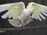 Sulphur-crested cockatoo. Adult swooping down to perch in captivity. Katikati, October 2011. Image © Raewyn Adams by Raewyn Adams.