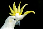 Sulphur-crested cockatoo. Adult. Red Hill, Victoria, Australia, March 2016. Image © Mark Lethlean by Mark Lethlean.