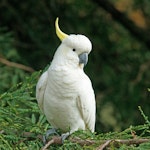 Sulphur-crested cockatoo. Adult. Red Hill, Victoria, Australia, March 2016. Image © Mark Lethlean by Mark Lethlean.