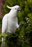 Sulphur-crested cockatoo. Adult feeding. Melbourne, Victoria, Australia, February 2012. Image © Sonja Ross by Sonja Ross.