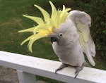 Sulphur-crested cockatoo. Captive adult displaying crest. Manukau Heads, March 2015. Image © Marie-Louise Myburgh by Marie-Louise Myburgh.