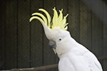 Sulphur-crested cockatoo. Adult displaying crest in captivity. Katikati, October 2011. Image © Raewyn Adams by Raewyn Adams.