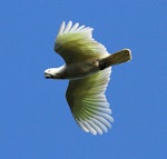 Sulphur-crested cockatoo. Ventral view of adult in flight. Wanganui, June 2012. Image © Ormond Torr by Ormond Torr.