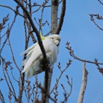 Sulphur-crested cockatoo. Adult. Otaihanga Domain, Waikanae estuary, July 2012. Image © Roger Smith by Roger Smith.