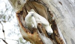 Sulphur-crested cockatoo. Adult pair inspecting a nesting hollow. Canberra, November 2015. Image © RM by RM.