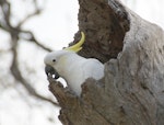 Sulphur-crested cockatoo. Adult excavating nesting hollow in preparation for spring. Canberra, Australia., August 2016. Image © RM by RM.