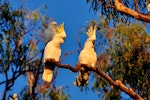 Sulphur-crested cockatoo. Perching adults displaying crests. Oxley Flats, Victoria, April 2010. Image © Cheryl Marriner by Cheryl Marriner.