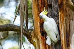 Sulphur-crested cockatoo. Adult. Red Hill, Victoria, Australia, November 2018. Image © Mark Lethlean by Mark Lethlean.