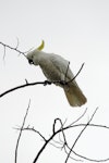 Sulphur-crested cockatoo. Perching adult in profile. Cairns, Queensland, Australia, August 2010. Image © Andrew Thomas by Andrew Thomas.