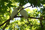 Sulphur-crested cockatoo. Pair preening. New South Wales, Australia, November 2009. Image © Peter Reese by Peter Reese.