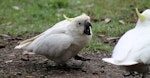 Sulphur-crested cockatoo. Juvenile screeching for food. Kallista, Dandenong Ranges, Victoria, Australia, May 2013. Image © Perla Tortosa by Perla Tortosa.