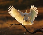 Sulphur-crested cockatoo. Adult landing. Kambah, Australian Capital Territory, August 2019. Image © Glenn Pure 2019 birdlifephotography.org.au by Glenn Pure.