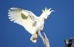 Sulphur-crested cockatoo. Adult breeding/territorial display. Canberra, Australia., November 2016. Image © RM by RM.