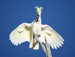 Sulphur-crested cockatoo. Adult breeding/territorial display. Canberra, Australia, November 2016. Image © RM by RM.