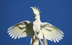 Sulphur-crested cockatoo. Adult breeding/territorial display. Canberra, Australia., November 2016. Image © RM by RM.