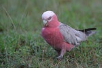 Galah. Female showing red iris. Hervey Bay, Queensland, Australia, September 2010. Image © Tony Whitehead by Tony Whitehead.