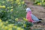 Galah. Adult male. Perth, Western Australia, September 2019. Image © Mark Lethlean by Mark Lethlean.