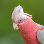 Galah. Adult male. Red Hill, Victoria, Australia, December 2016. Image © Mark Lethlean by Mark Lethlean.