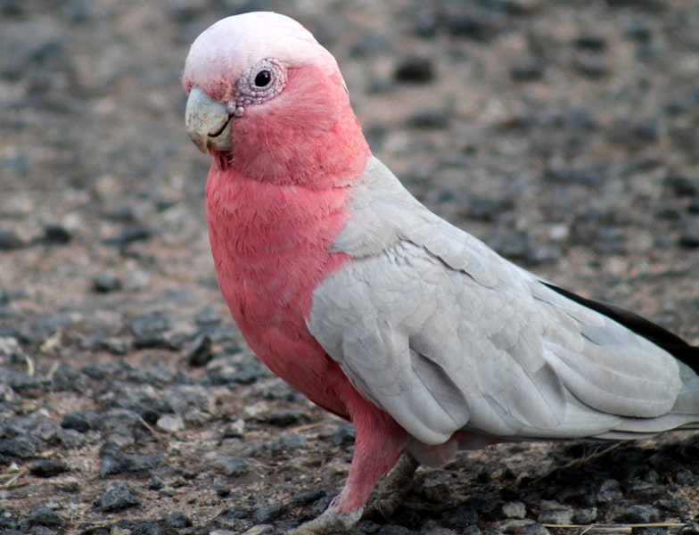 Galah. Adult male. Alice Springs, Northern Territory, Australia, December 2012. Image © Perla Tortosa by Perla Tortosa.