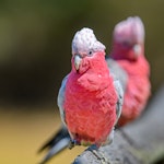 Galah. Adult male. Coolart, Victoria, Australia, January 2019. Image © Mark Lethlean by Mark Lethlean.