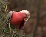 Galah. Adult female feeding on Acacia seeds. Kambah, Canberra, Australian Capital Territory, December 2015. Image © Glenn Pure 2015 birdlifephotography.org.au by Glenn Pure.