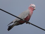 Galah. Juvenile. Canberra, December 2017. Image © R.M. by R.M..