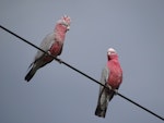 Galah. Juvenile (left) waiting to be fed by adult female (right). Canberra, December 2017. Image © R.M. by R.M..