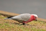 Galah. Adult female. Perth, April 2016. Image © Imogen Warren by Imogen Warren.