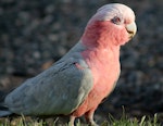 Galah. Adult female in early evening light. Alice Springs, Northern Territory, Australia, December 2012. Image © Perla Tortosa by Perla Tortosa.