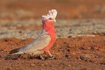 Galah. Adult female with crest raised. Near Gawler Ranges National Park, South Australia, October 2019. Image © Glenn Pure 2020 birdlifephotography.org.au by Glenn Pure.