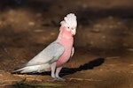 Galah. Adult female. Alice Springs, Northern Territory, Australia, August 2017. Image © Mark Lethlean by Mark Lethlean.