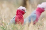 Galah. Adult female. Moama, NSW, Australia, April 2016. Image © Mark Lethlean by Mark Lethlean.