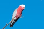 Galah. Adult female. Witjira N.P. South Australia, May 2019. Image © Mark Lethlean by Mark Lethlean.