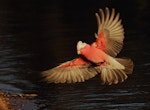 Galah. Adult female in flight. Kambah, Australian Capital Territory, August 2016. Image © Glenn Pure 2016 birdlifephotography.org.au by Glenn Pure.