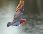 Galah. Adult female in flight. Kambah, Australian Capital Territory, January 2017. Image © Glenn Pure 2017 birdlifephotography.org.au by Glenn Pure.