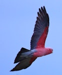 Galah. Adult in flight. Perth, April 2016. Image © Imogen Warren by Imogen Warren.