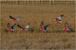 Galah. Flock in flight showing underwings. Ponui Island, February 2013. Image © Colin Miskelly by Colin Miskelly.