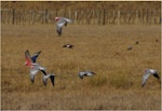 Galah. Flock in flight showing upperwings. Ponui Island, February 2013. Image © Colin Miskelly by Colin Miskelly.