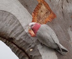 Galah. Adult male stripping back from trunk of a large, old Blakelys red gum. Kambah, Australian Capital Territory, August 2016. Image © Glenn Pure 2016 birdlifephotography.org.au by Glenn Pure.