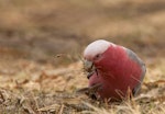 Galah. Adult female feeding. Melbourne, Victoria, Australia, January 2012. Image © Sonja Ross by Sonja Ross.